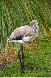 Gray Flamingo